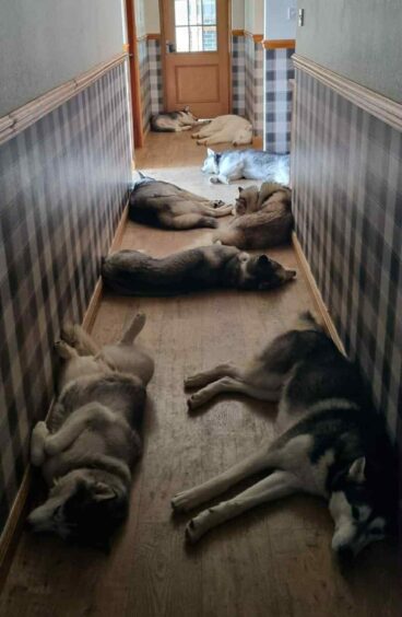 Eight huskies asleep in the hall of the Wilsons' Kirriemuir home. 