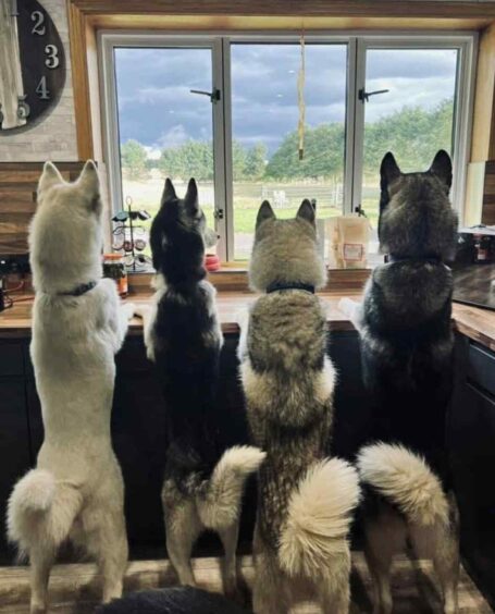 Four dogs with their paws on the kitchen counter looking out of the window.