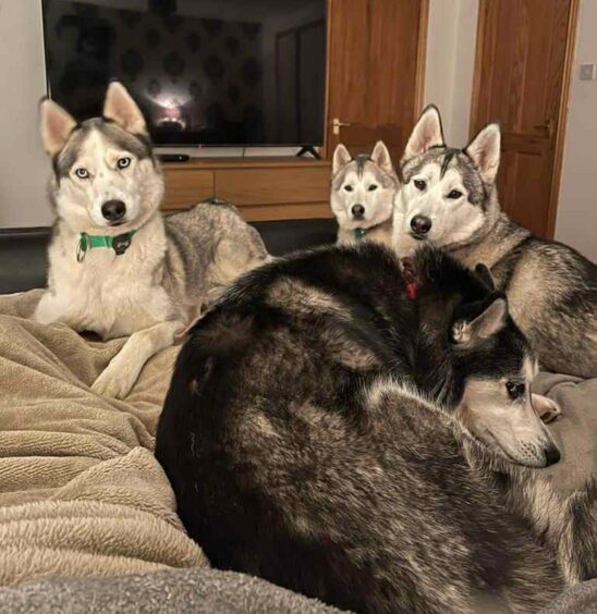 Four dogs on a bed.