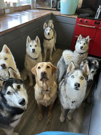 Seven huskies and a retriever in the kitchen sitting and looking at camera.