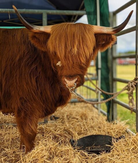 A Highland coo at the 2024 Alyth & District Agricultural Show. 