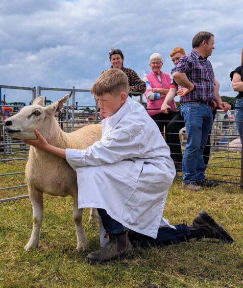 Getting ready for the sheep judging at last year's Alyth & District Agricultural Show.