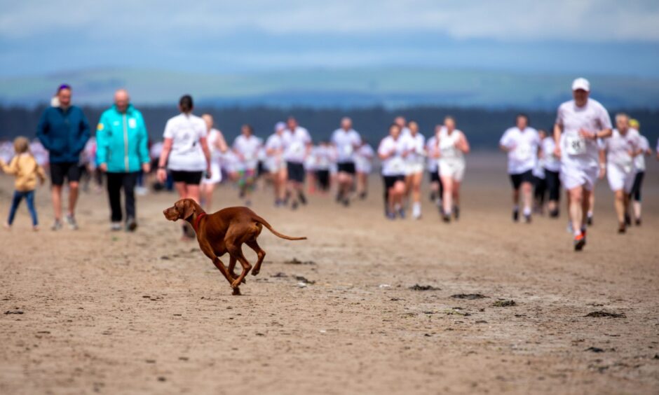 Another dog runs along the beach