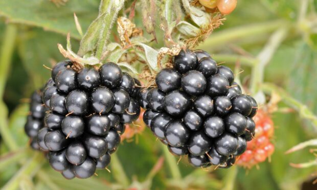The thornless Loch Katrine blackberry.