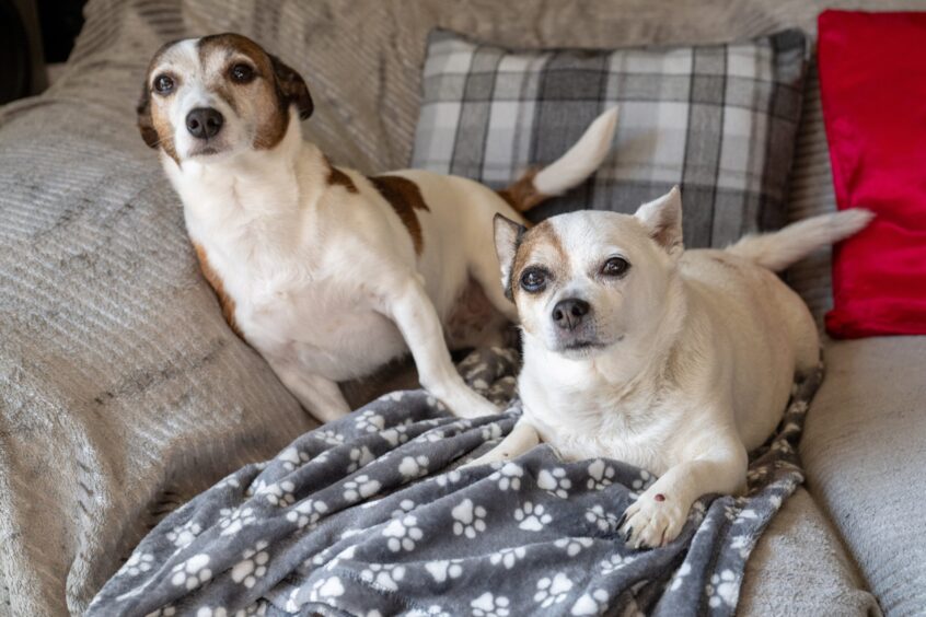 Two small dogs seated on sofa