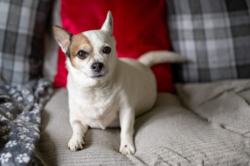 Small white Jack Russell-chihuahua dog