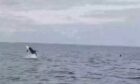 Orca whales spotted in the Firth of Forth.