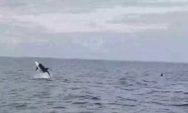 Orca whales spotted in the Firth of Forth.