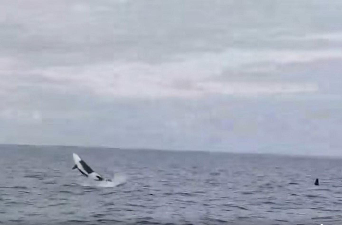 The orca's distinctive black and white markings are clearly visible.