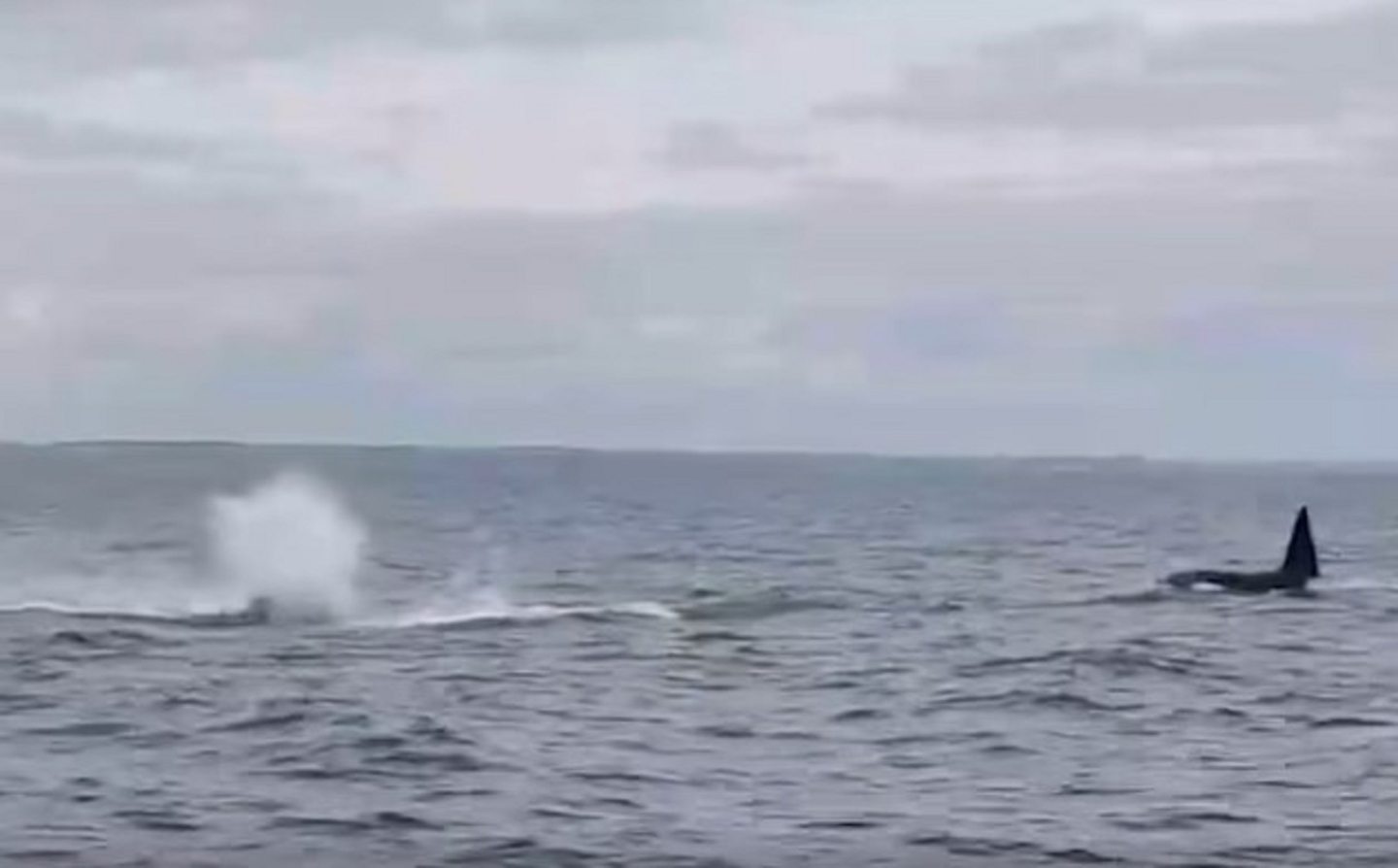As one orca makes a splash the other rises out of the sea.