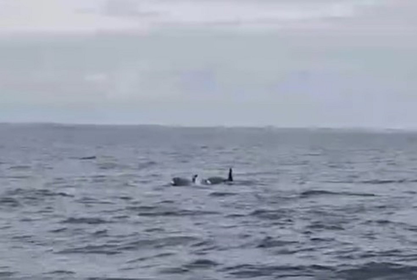 The fins of two orca whales visible above the water in the Firth of Forth.