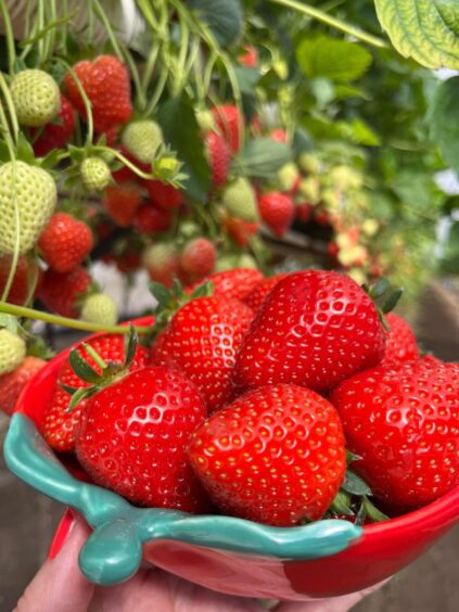 A dish full of strawberries.