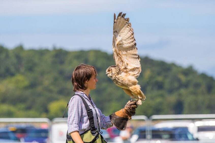 Vera and an owl during the Elite Falconry display at Big Summer Spectacular Stirling.