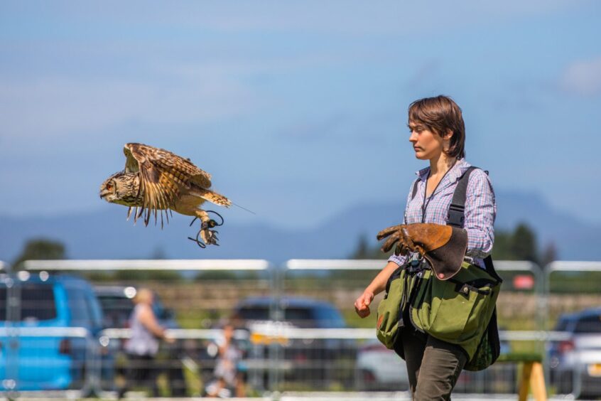 An owl takes flight during the Elite Falconry display.