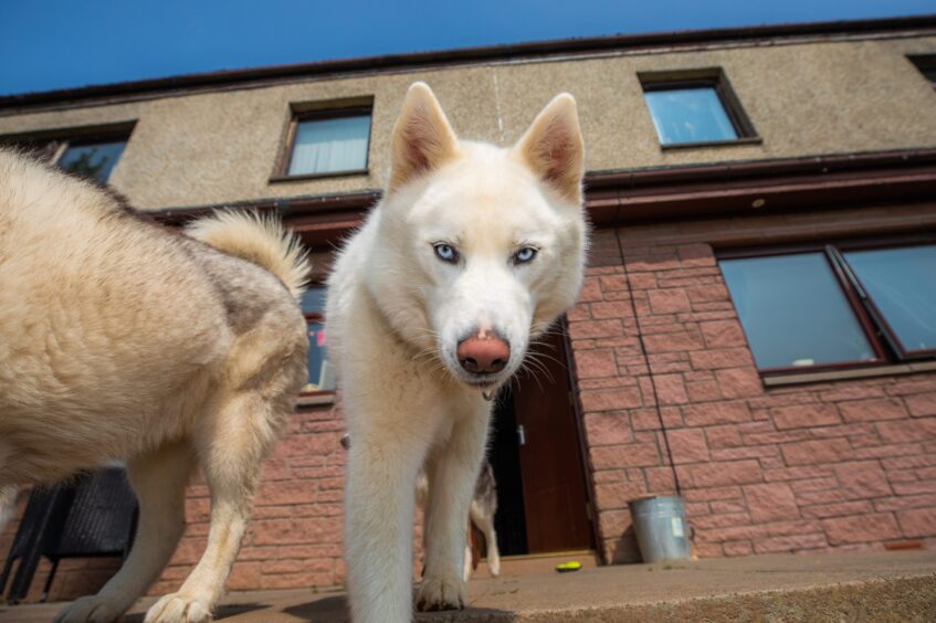 Storm the husky looking straight into camera.