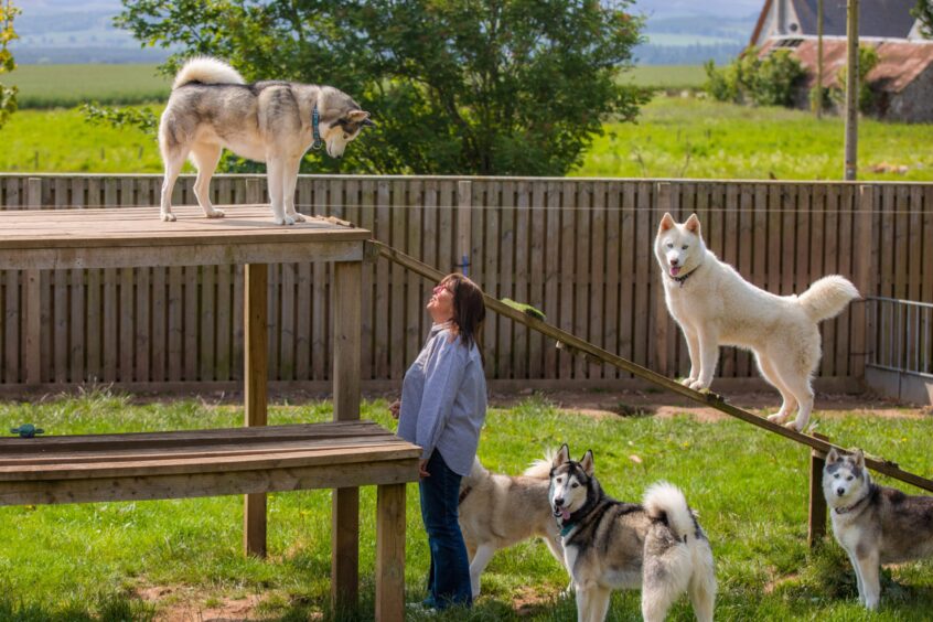 The huskies and their wooden platform in the garden. 