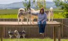 Heather Wilson and some of her huskies.