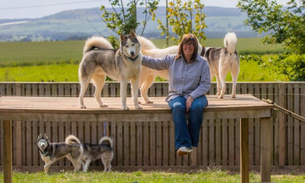 Heather Wilson and some of her huskies.