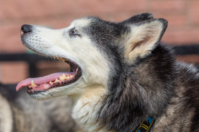 Zeik the husky in profile, panting. 