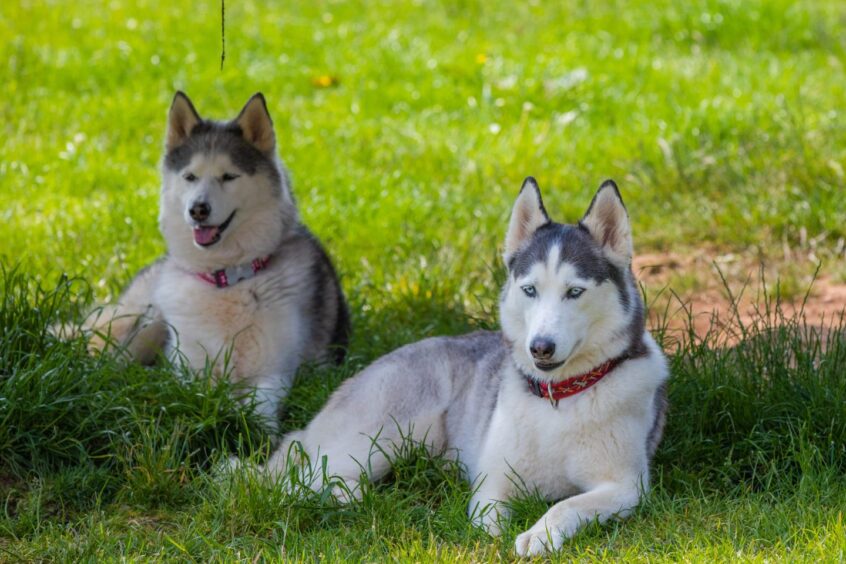 Two huskies lying on grass.