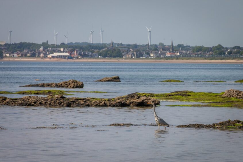 Wildlife on the shoreline at Lower Largo Beach