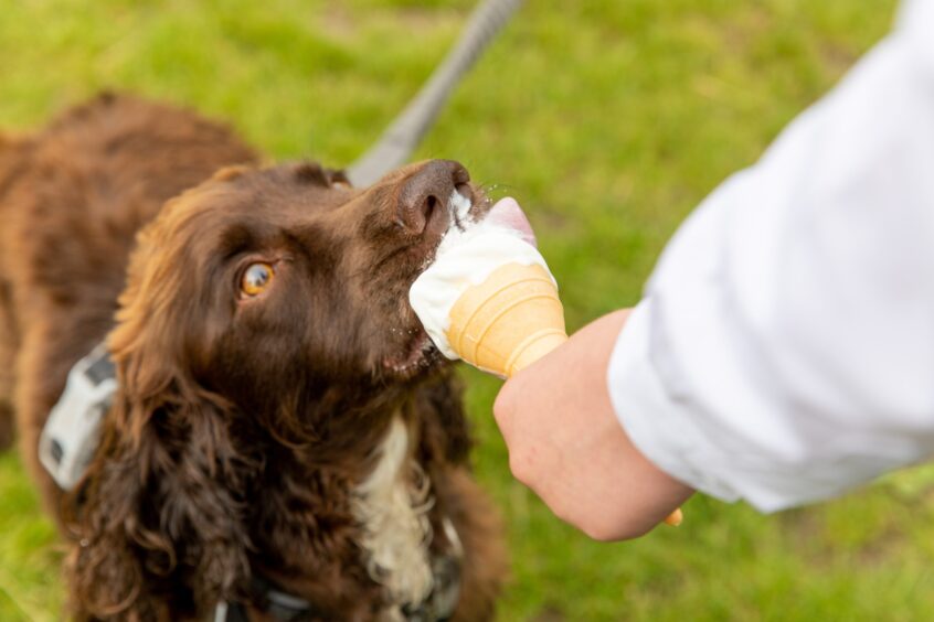 Brogan, a reddish-brown spaniel-type dog, tucks into an ice cream.