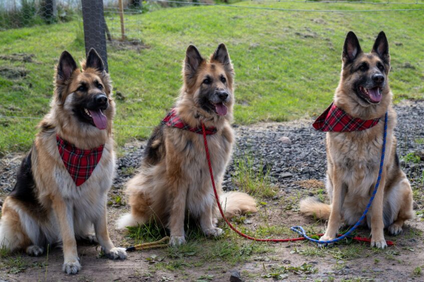 Terrific trio Luna, Lexi and Massie on their best behaviour.