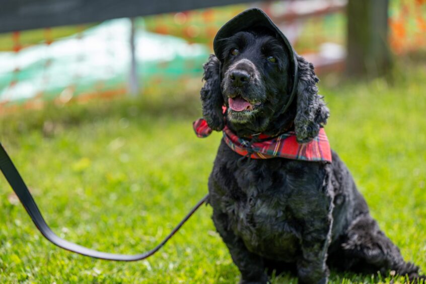 Clova the English cocker spaniel keeps the sun out with a stylish hat.