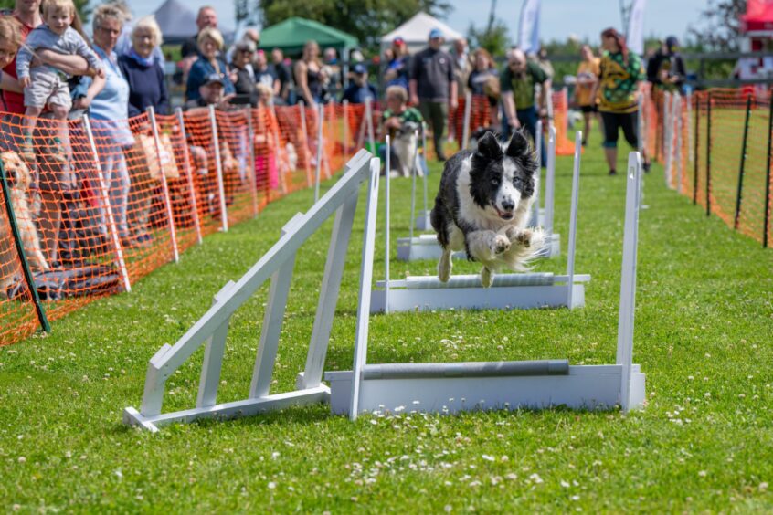 Titan Tribe put on a flyball demonstration.