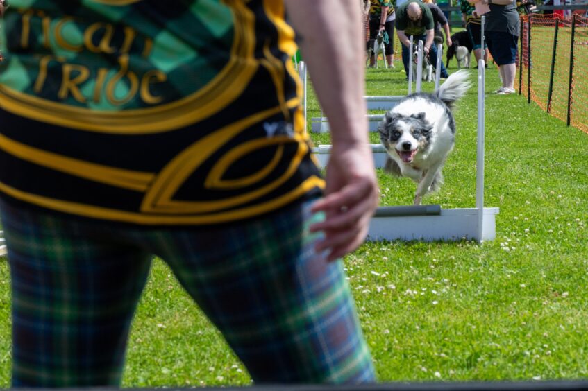 Fast action during flyball at Pathhead Farm.
