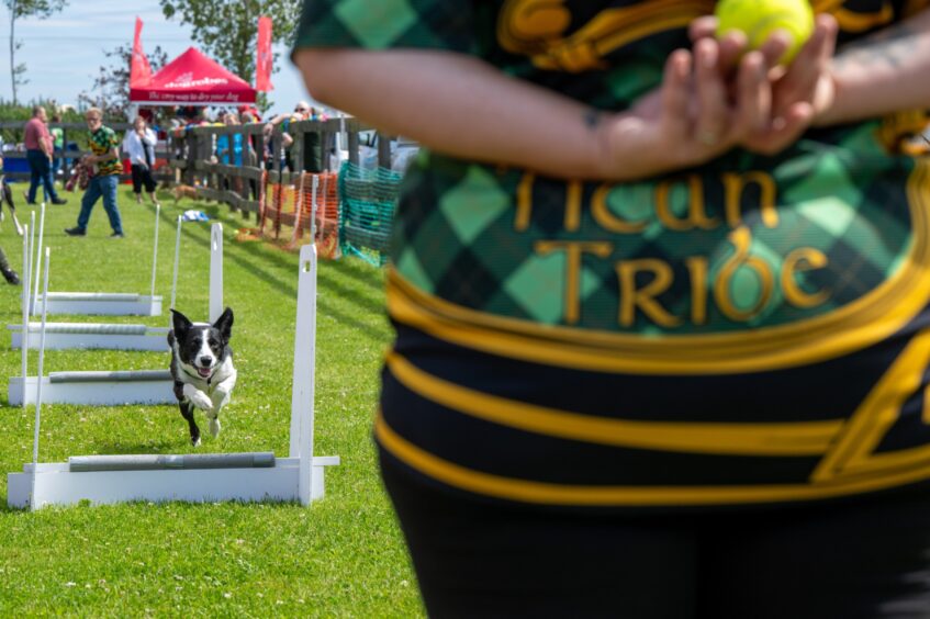 Titan Tribe flyball.