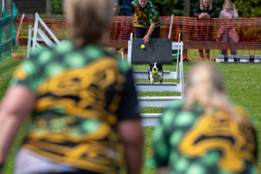 Titan Tribe's flyball demonstration was a crowd favourite.