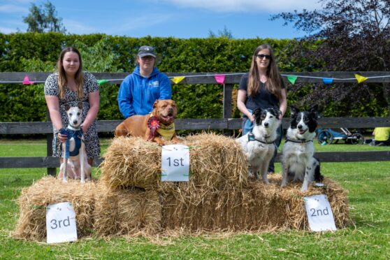 Prettiest dog competition winners:  1. Zola with owner Paula Grattan, 2. Skye and Nova with owner Andrea Kirk, and 3. Jackson with Megan McCardle. Image: Richard Hancox/DC Thomson