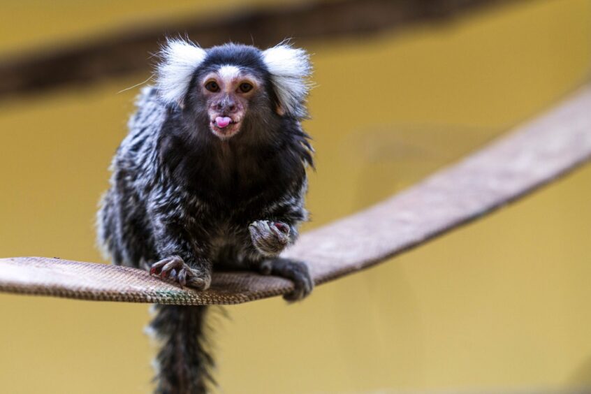 A small monkey with its tongue out, as people are invited to get up close to nature this summer with activities across Perth and Kinross. 