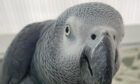 Sparky the swearing parrot disappeared from his home in Kellas, Angus.