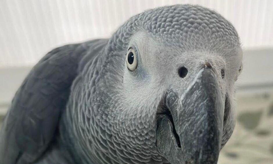 Sparky the swearing parrot disappeared from his home in Kellas, Angus.