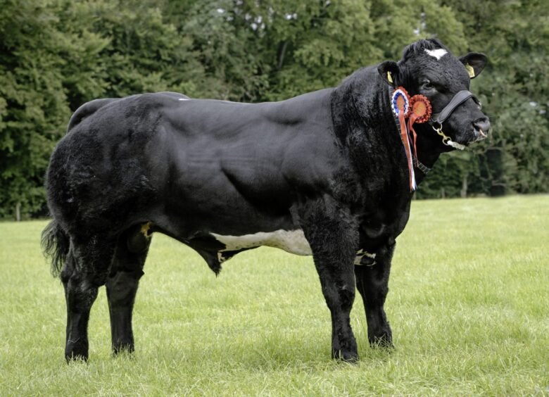 Kirriemuir Show