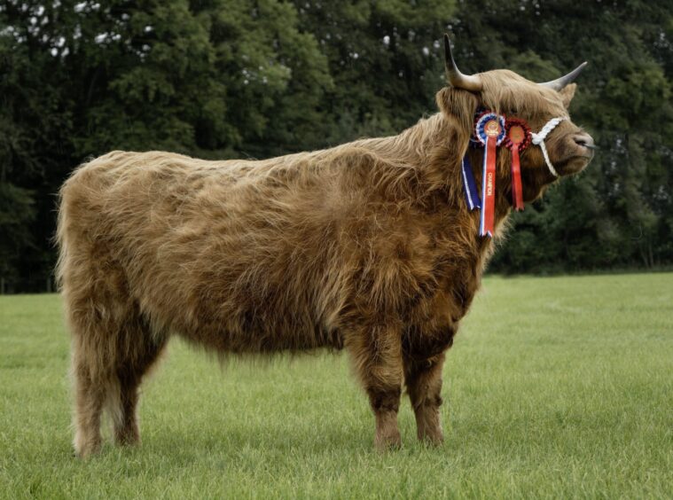 Kirriemuir Show