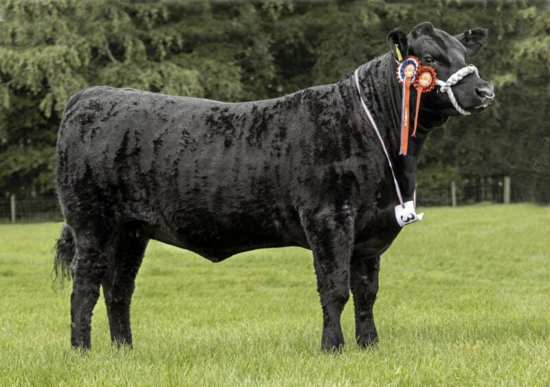 Kirriemuir Show