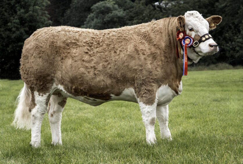 Kirriemuir Show