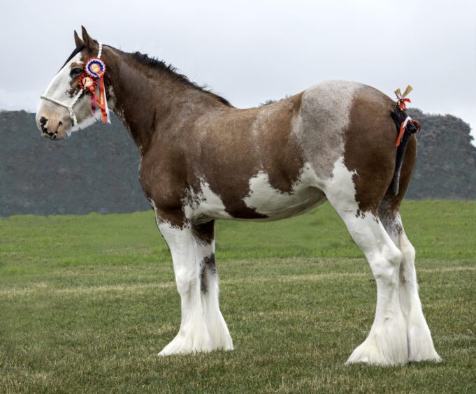 Kirriemuir Show