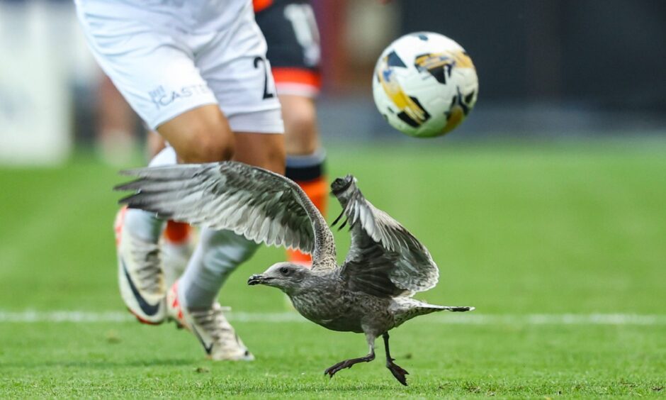 A seagull attempts to get involved in the action. 