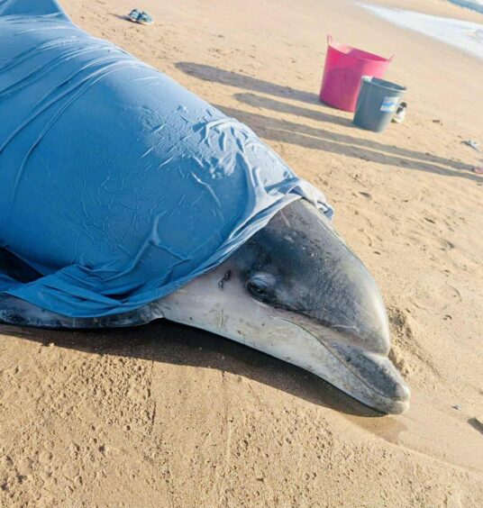 The dolphin was unable to move.