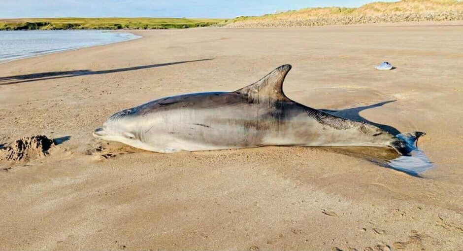Dolphin on the beach.