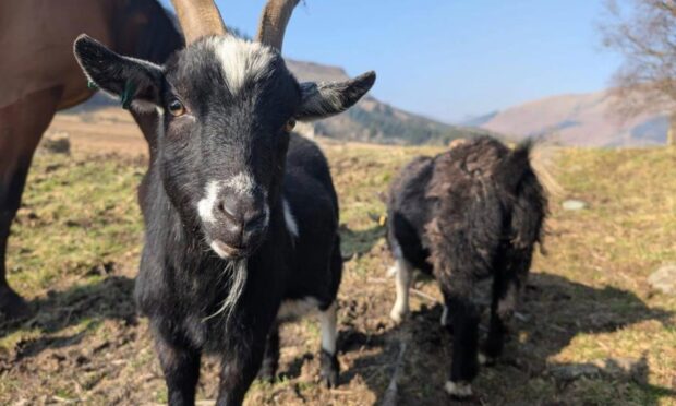 Two pygmy goats have been stolen from Witsend Farm, near Callander