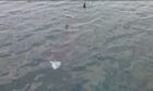 Basking shark.