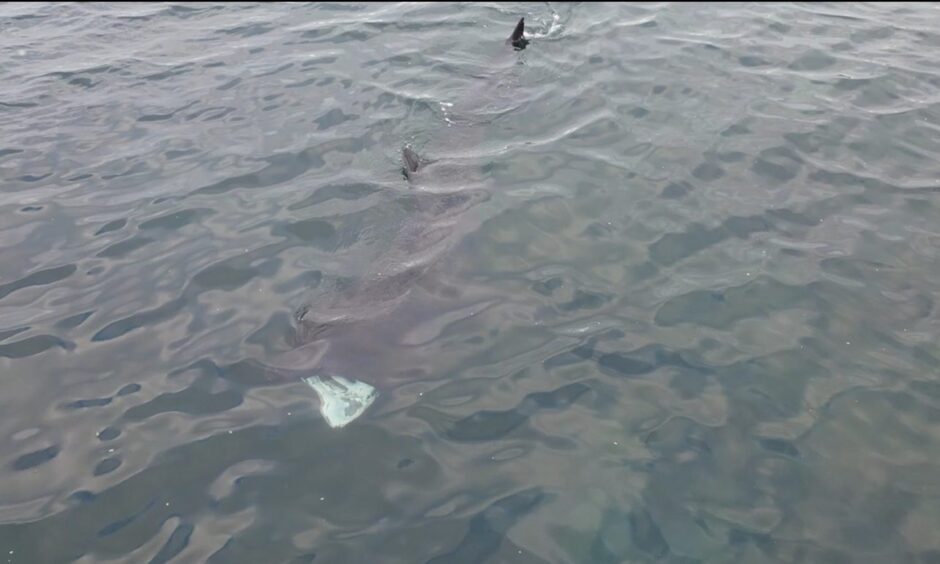 Basking shark.