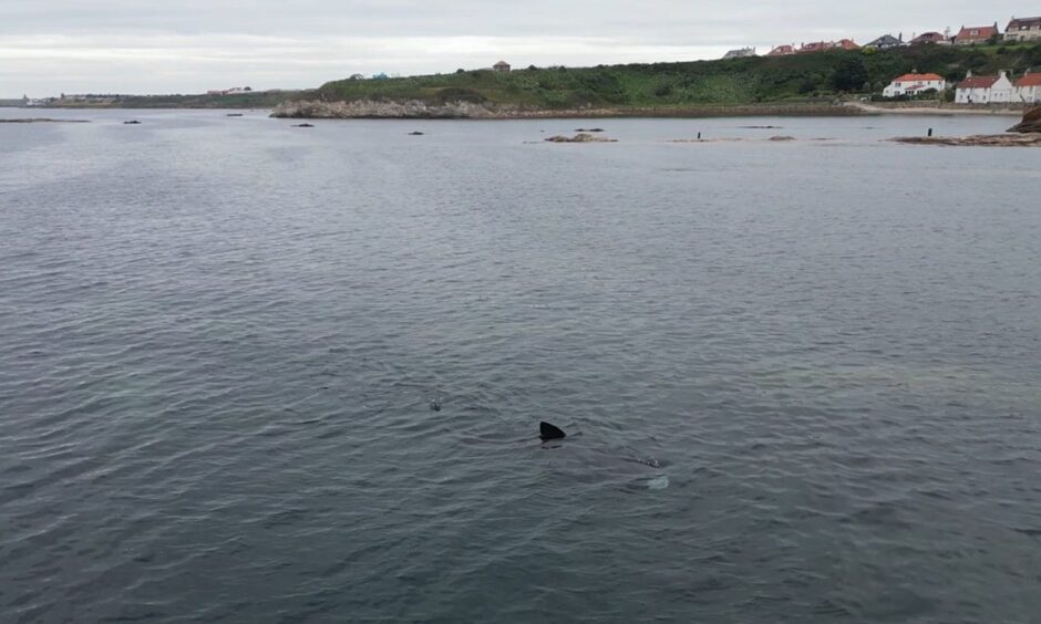 Basking shark in Pittenweem.