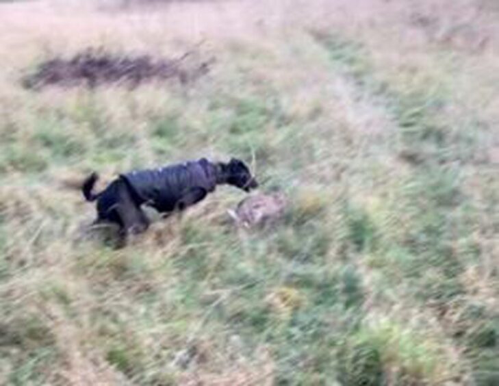 Brandon Robb hare coursing