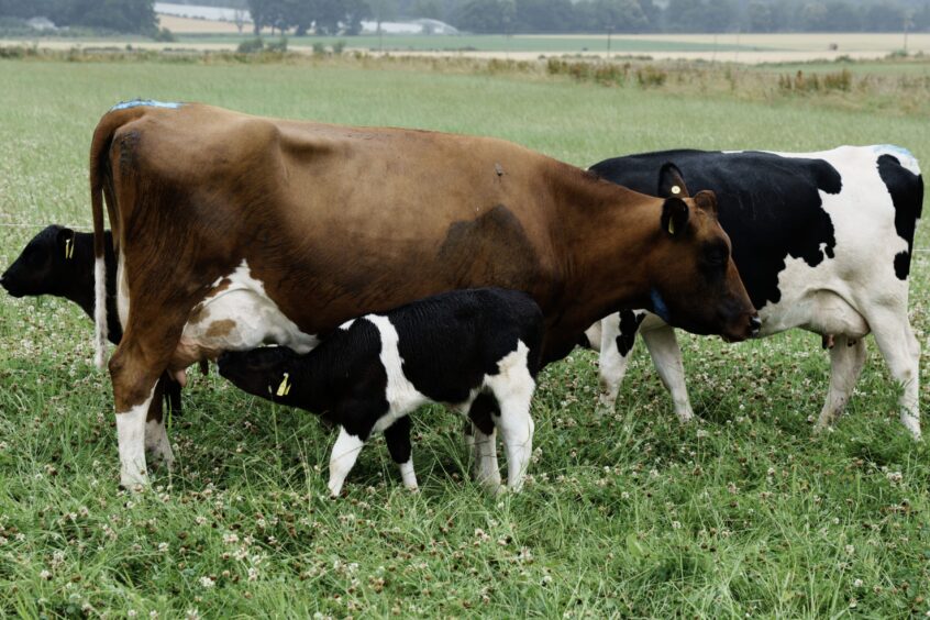 Calf suckling from brown Jersey cow in field of long grass and clover